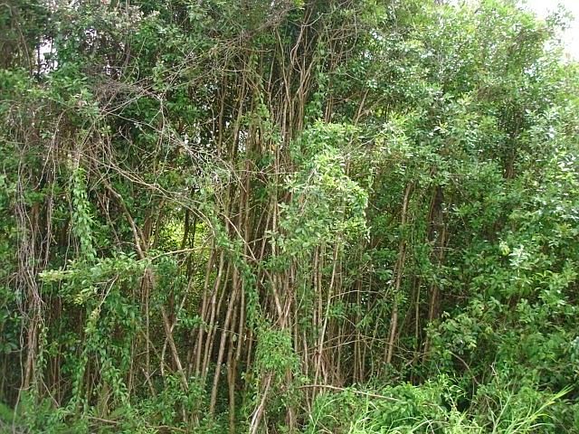 1st image of Tiki Ln Lot 44
