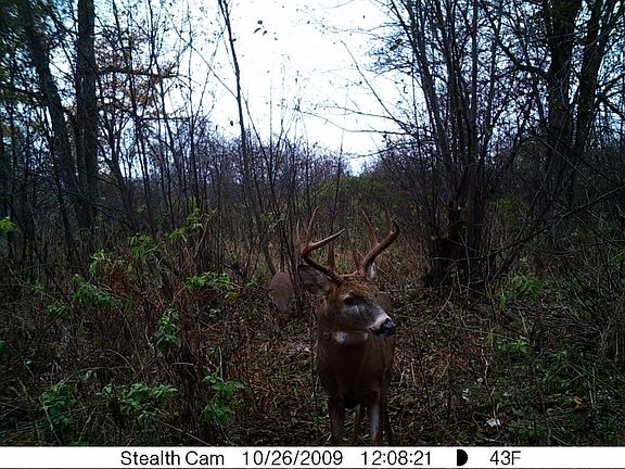 DEER 1