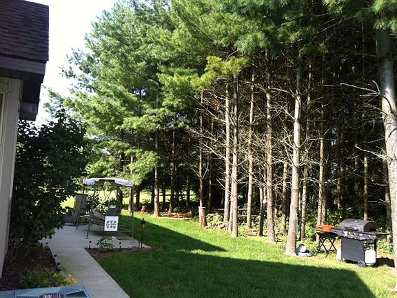 nice shade in back yard