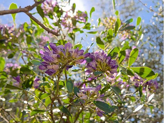 2nd image of 10219 Rafter O