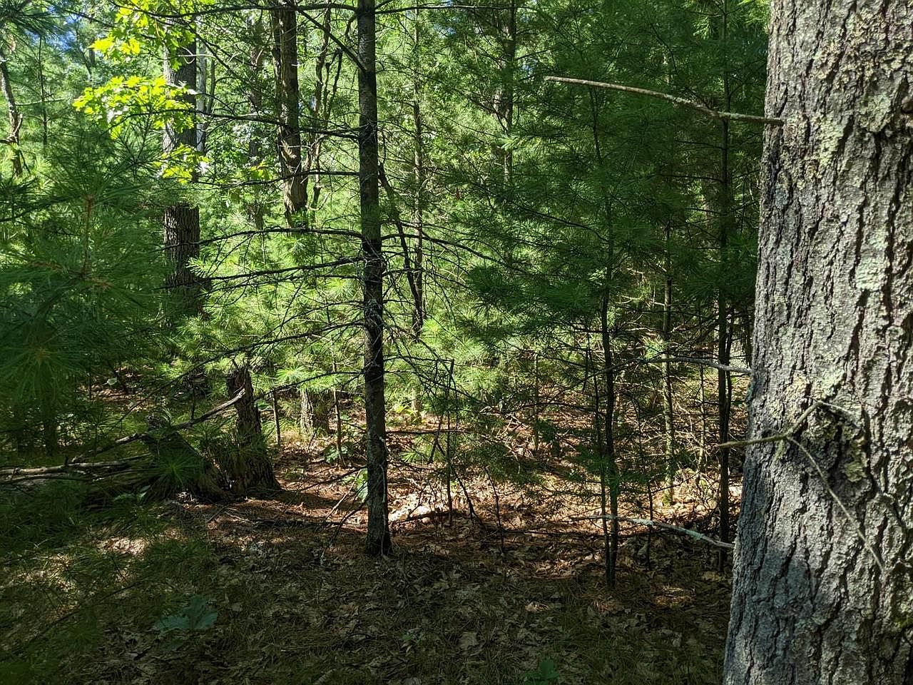 0 Evergreen Ct, Grand Marsh, WI 53936 Zillow