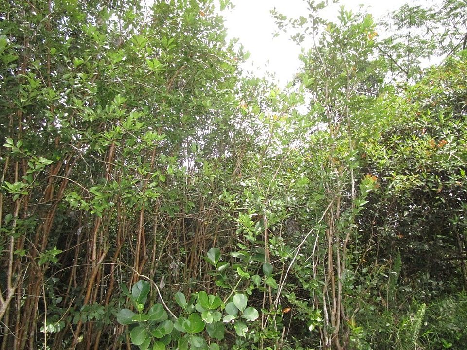 1st image of Ainaloa Dr Lot 12