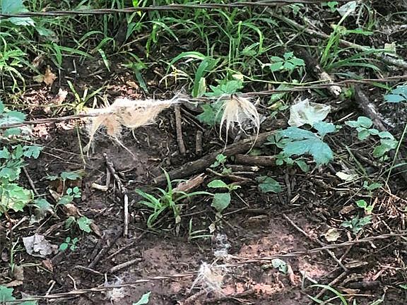 4th image of E Crosstimber Ln Lot 7