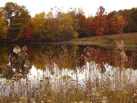 1.5 Acre stocked pond