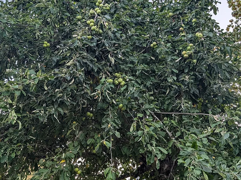 apple tree