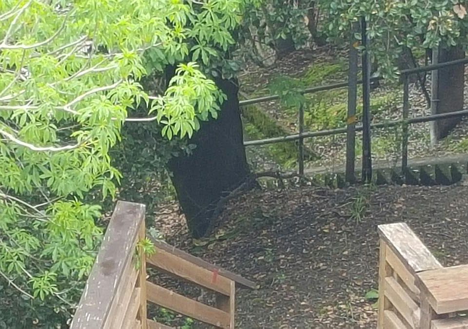 Stairway down to Bon Air