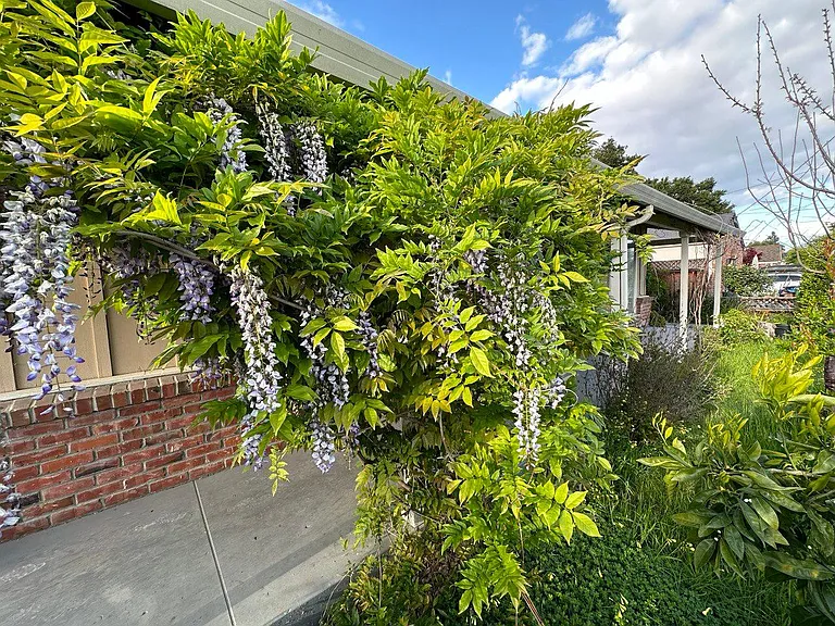 Frontyard