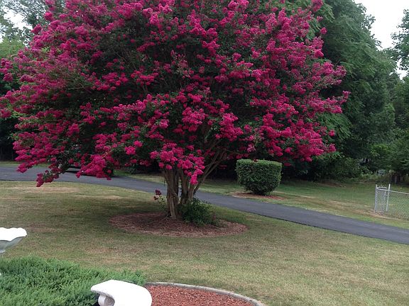 Crepe Myrtle, backyard