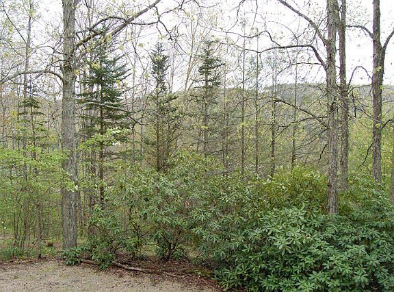 5th image of 813 Hemlock Dr