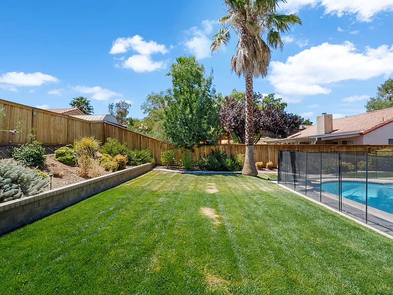 Backyard/Palm Tree
