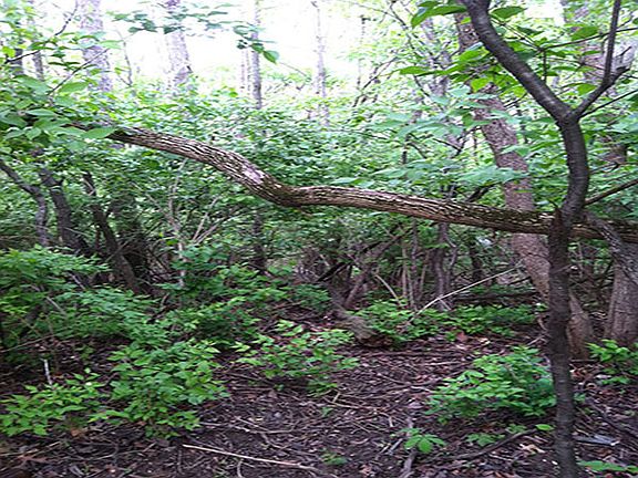 3rd image of S Wooded Cove Dr