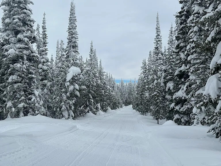 Winter wonderland
