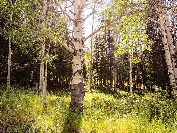 4th image of 273 White Pine Canyon Rd Lot 273