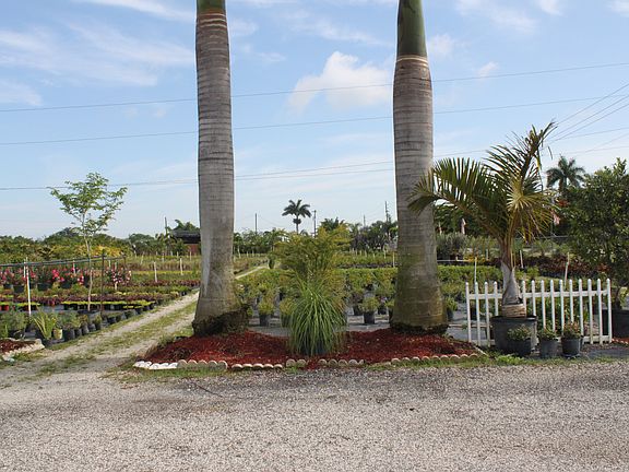 Container Grown plants
