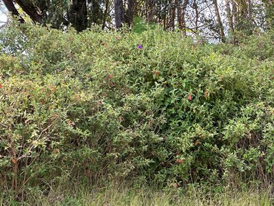 Niihau Rd, Pahoa, HI, 96778