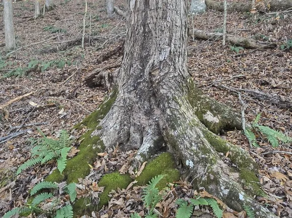 2351 Line Rd, Eidson, TN 37731