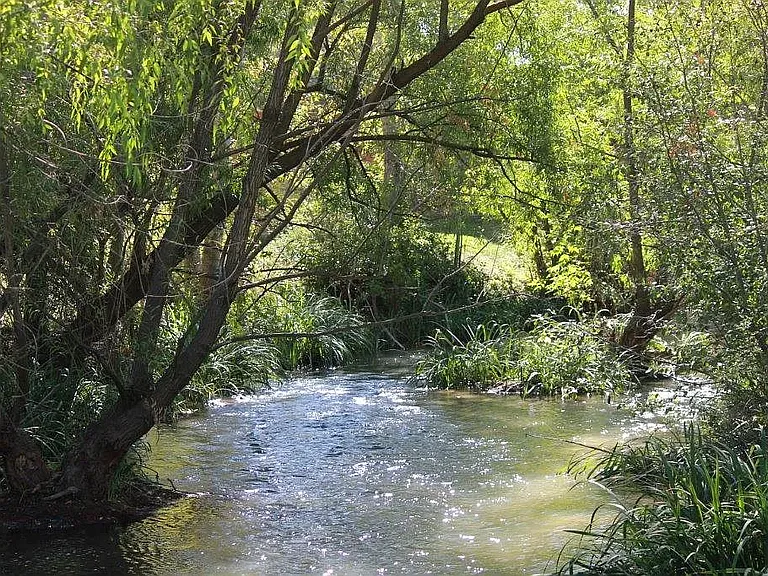 Logger Creek View