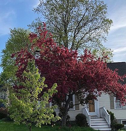 spring in front of house