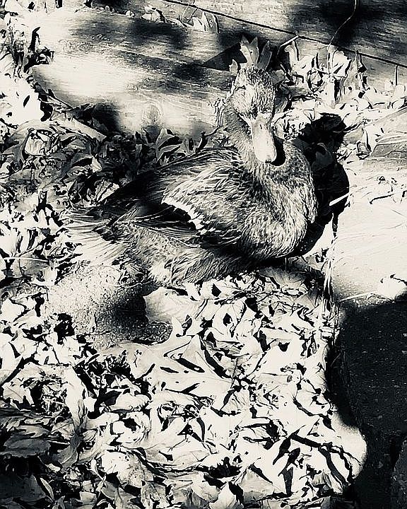 Grey scale/Daphne Aphrodite