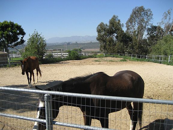 Horse Corral