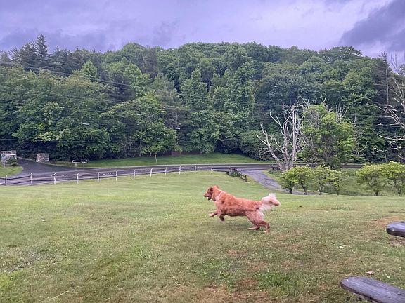 Dogs love this place! That is my Golden Guss