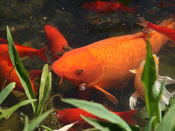 Koi and Gold Fish