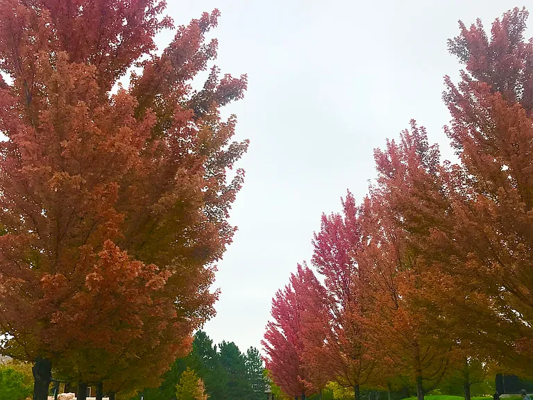Tree lined street in autumn in front of property, with park across this street.