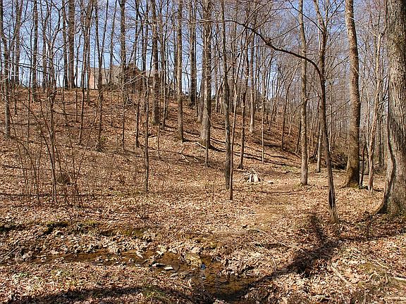 View from bottom of lot by creek
