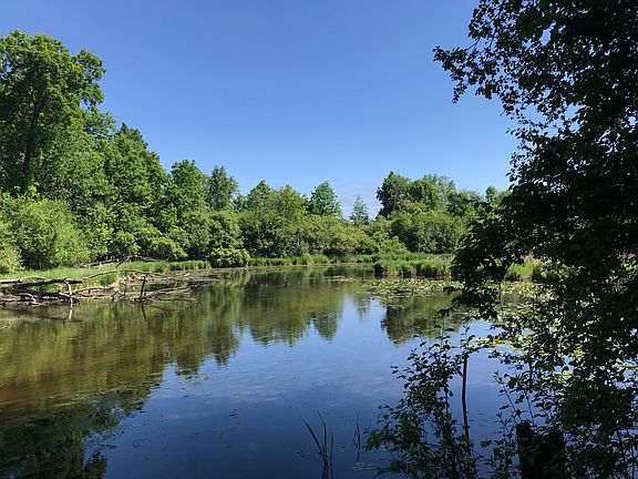 Bark River view from land 