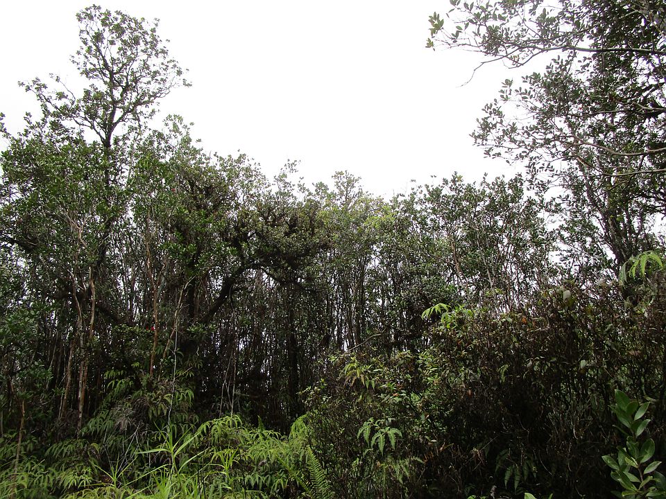 2nd image of Road 4 Kea #Io