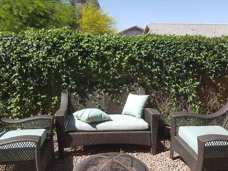 Backyard2