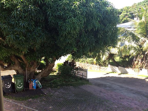 Front mature mango tree