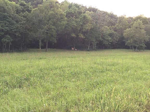 See the doe and fawn? 
