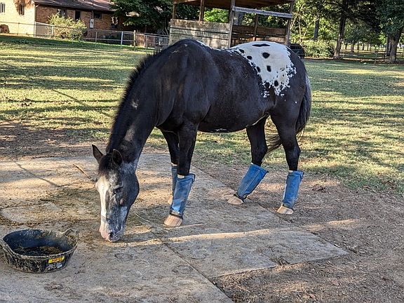 Horse in your backyard.