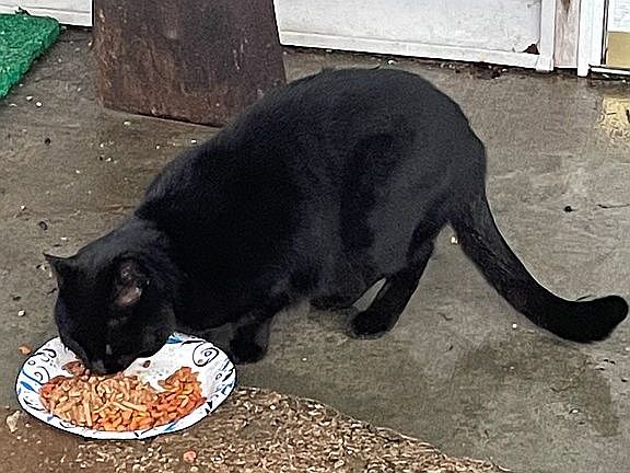 The Barn Cat “Midnight”