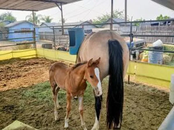 4052 Lindsay St, Riverside, CA 92509