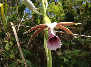 Kolea St Lot 40, Mt View, HI 96771