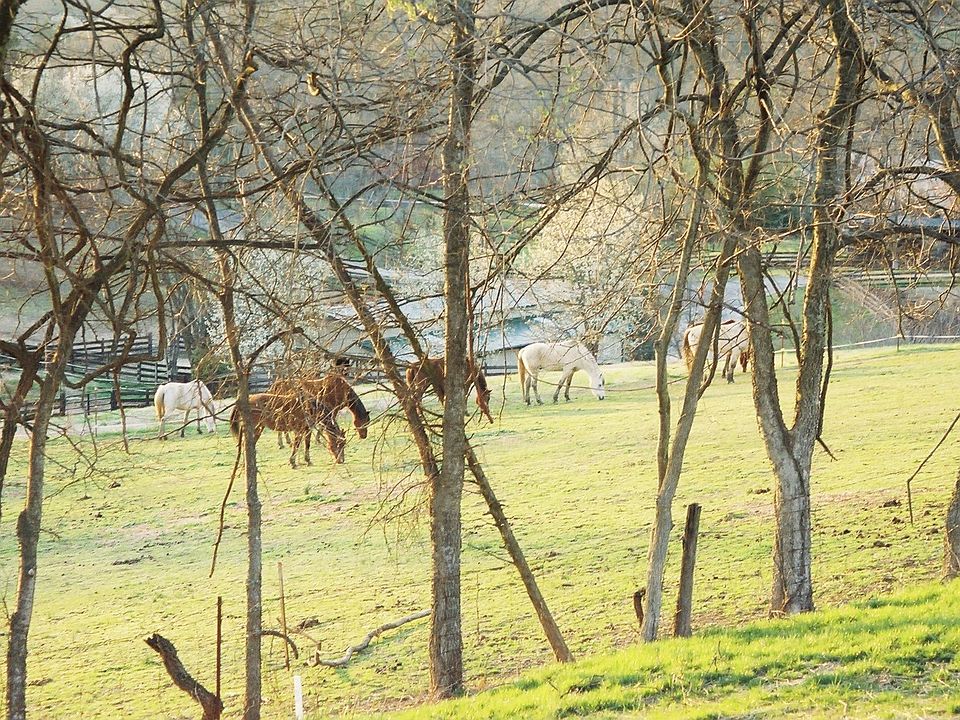 Awesome horse farm view