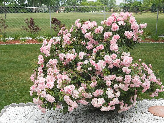 Pink rose bush - back yard
