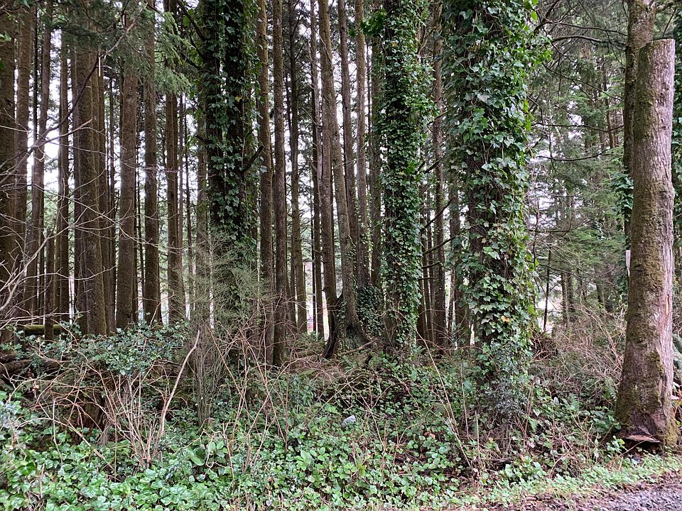 2nd image of TL1100 SW Bard
