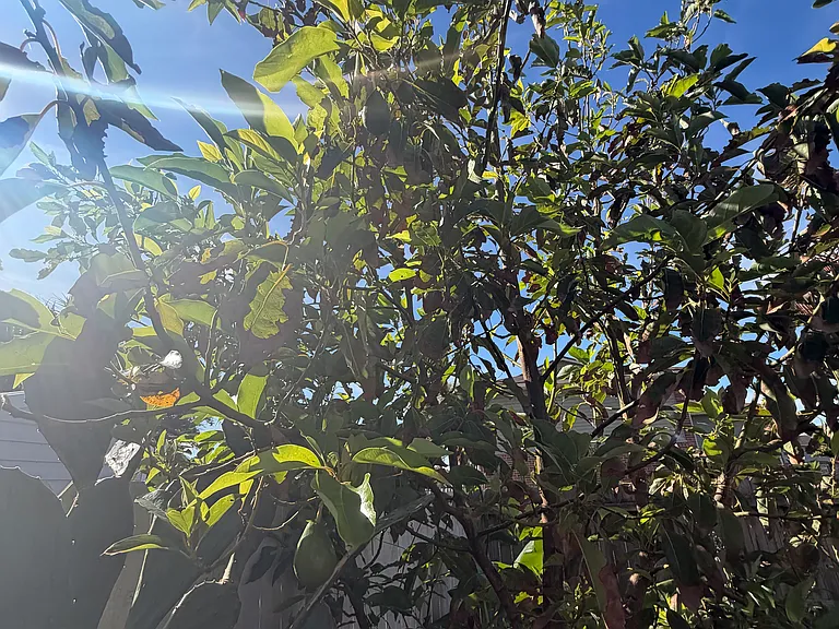Avocado tree in the backyard that is fruiting