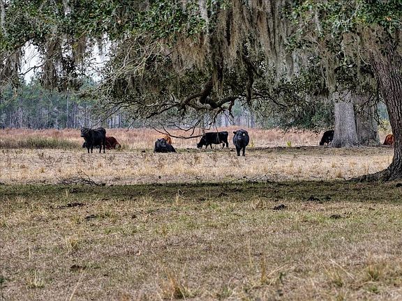 43 Cows