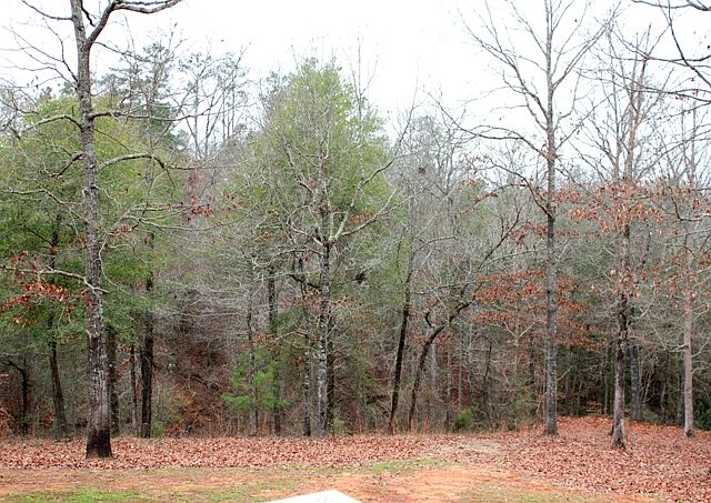 view from back deck