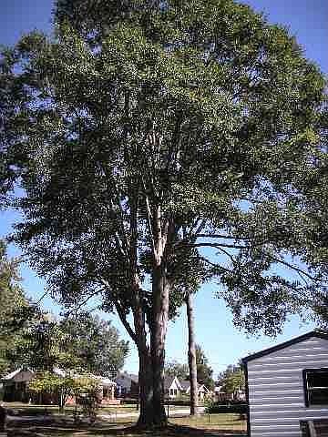 Towering oak tree