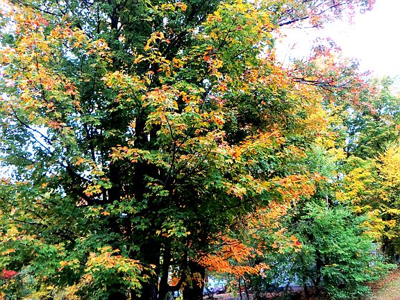 Spectacular Front Yard Trees