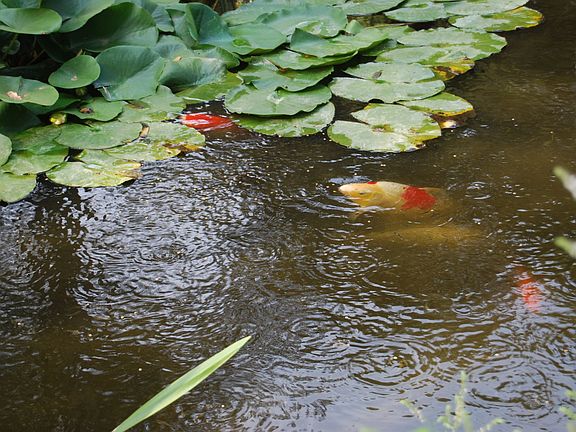 Pond