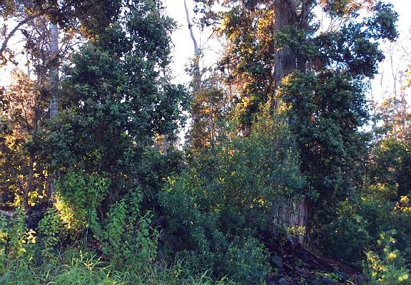 4th image of Hukilau Dr Lot 2