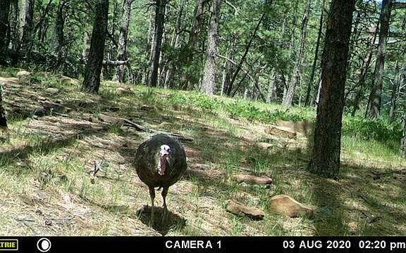 5th image of 36030 Lodgepole Trce