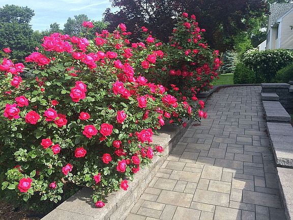 Rose Lined Stone Entrance