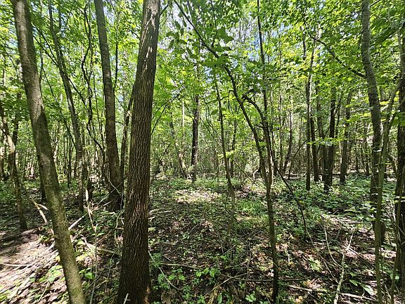 Natural hardwood in western portion of the property.